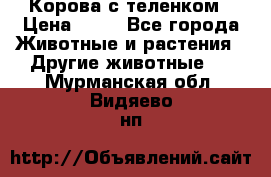 Корова с теленком › Цена ­ 69 - Все города Животные и растения » Другие животные   . Мурманская обл.,Видяево нп